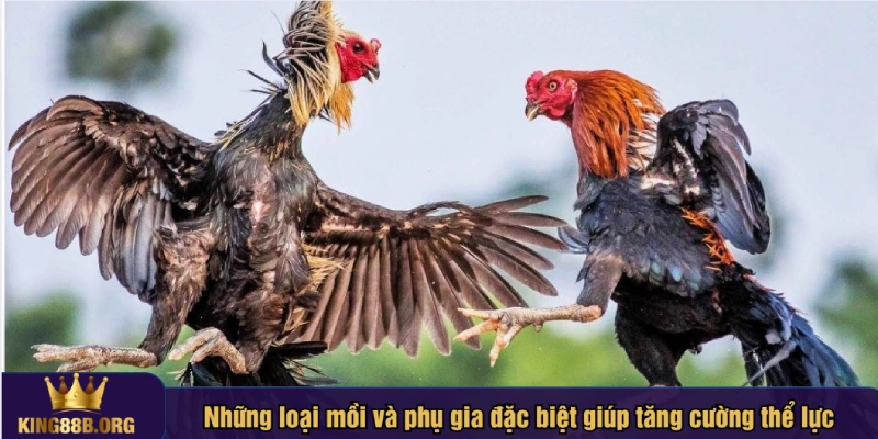 Điều chỉnh khẩu phần vào từng ngày tập luyện của gà đá