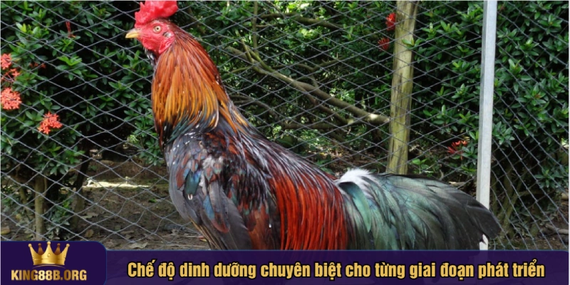Người nuôi cần quan sát thể trạng để điều chỉnh hợp lý