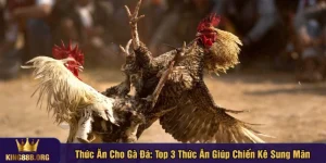 Thức ăn cho gà đá